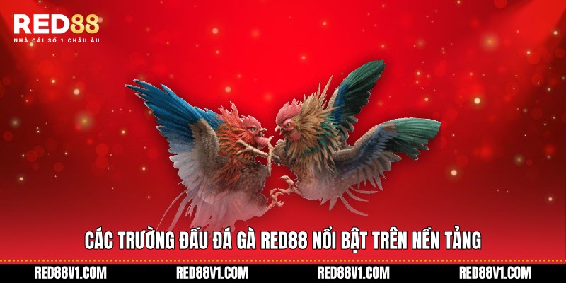 Các trường đấu đá gà RED88 nổi bật trên nền tảng