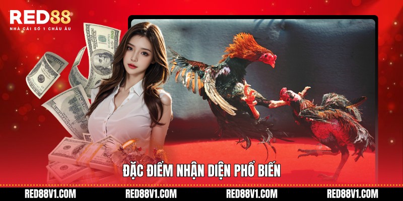 Đặc điểm nhận diện phổ biến